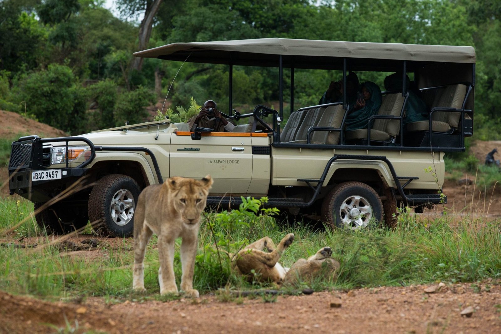 Safari vehicle with lions ahead