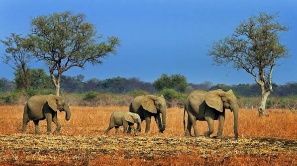 Elephants in Kafue National Park